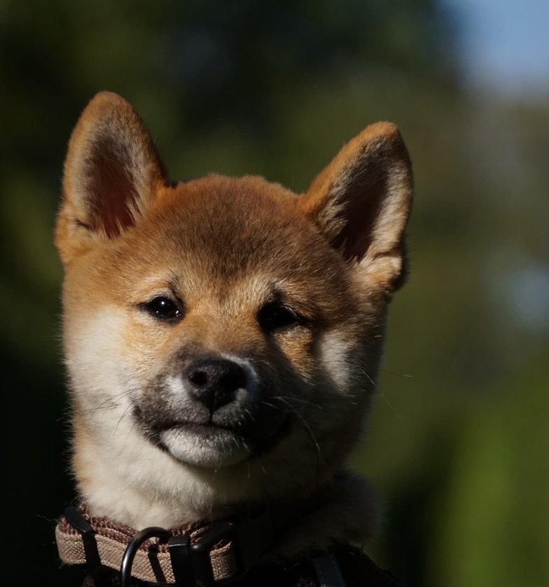 Shiba-Inu-Welpe im Gegenlicht, waches Gesicht mit aufgestellten Ohren – Tierfotografie WOLF[F]OTO